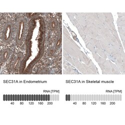 SEC31A Antibody, Novus Biologicals:Antibodies:Primary Antibodies